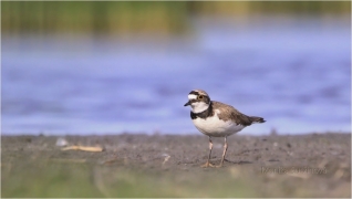<p>KULÍK ŘÍČNÍ (Charadrius dubius)</p>